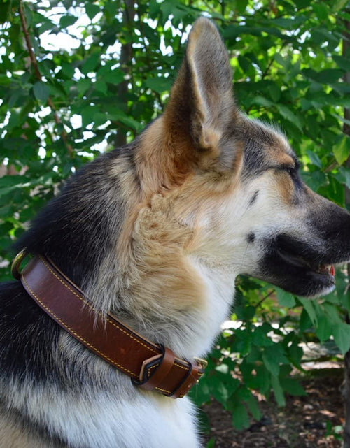Load image into Gallery viewer, Padded Leather Dog Collar, Large Brown, Real Genuine Leather, 24&quot; Long X 1.5 Wide, Fits Neck Size 18&quot; to 21&quot; Inches
